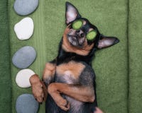  Cute pet relaxing in spa wellness . Dog with a slice of cucumbers on the eyes.. Funny concept grooming,